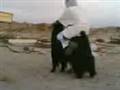 Arabisk knallert ;b