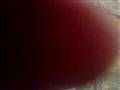 Puch