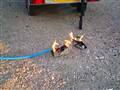 Flammerkaster
